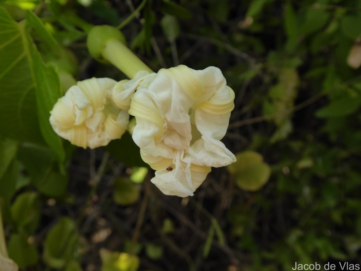 Ipomoea violacea L.